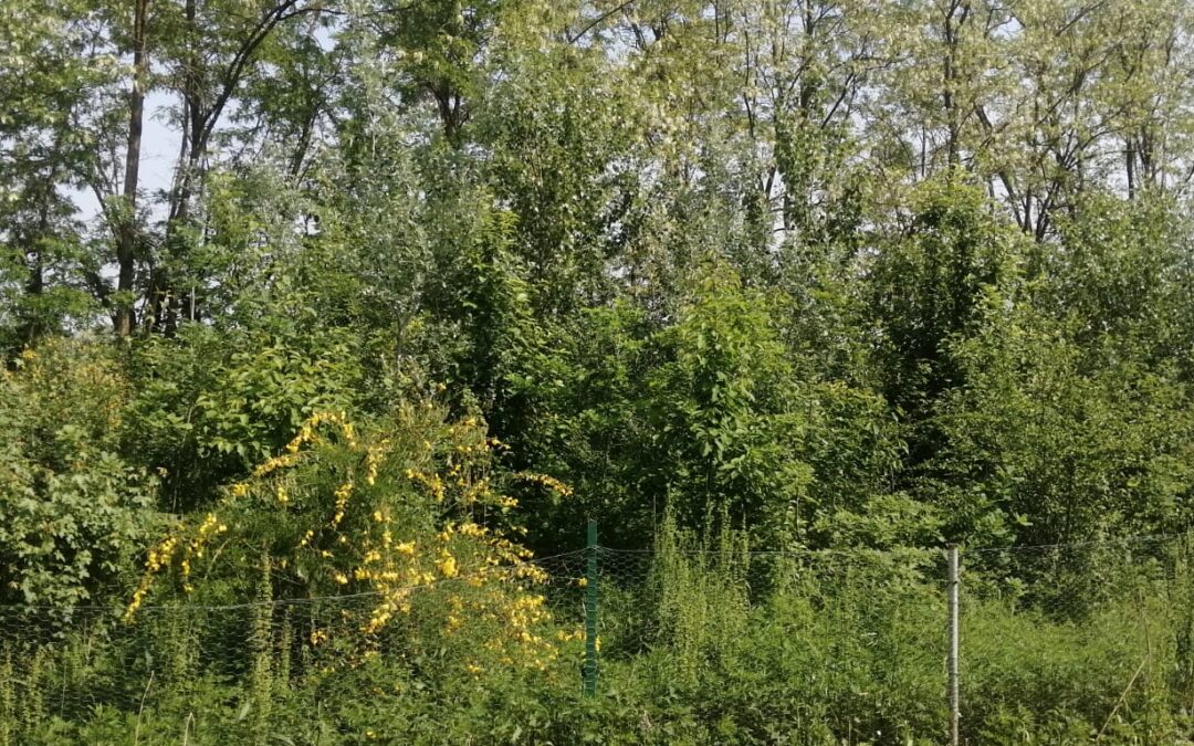 RIMM – Le microforeste della Rete Italiana delle Microforeste Miyawaki