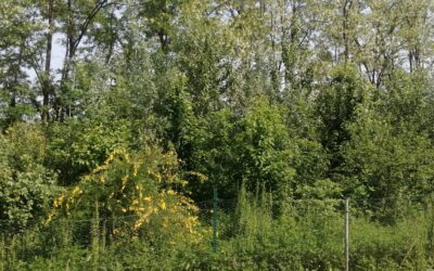 RIMM – Le microforeste della Rete Italiana delle Microforeste Miyawaki