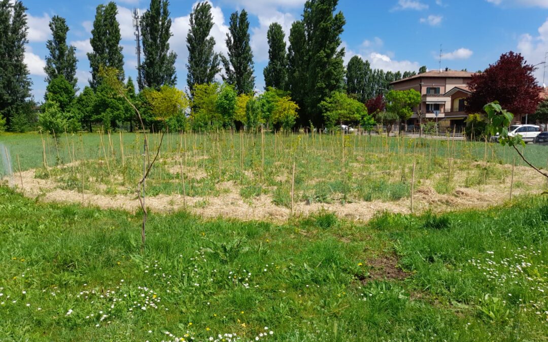 RIMM – Ricerca e divulgazione