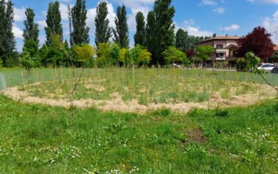 RIMM – Ricerca e divulgazione