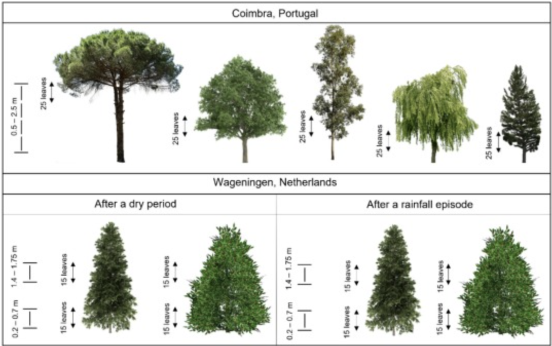 Alberi trappola per le micro e nano plastiche dell’aria